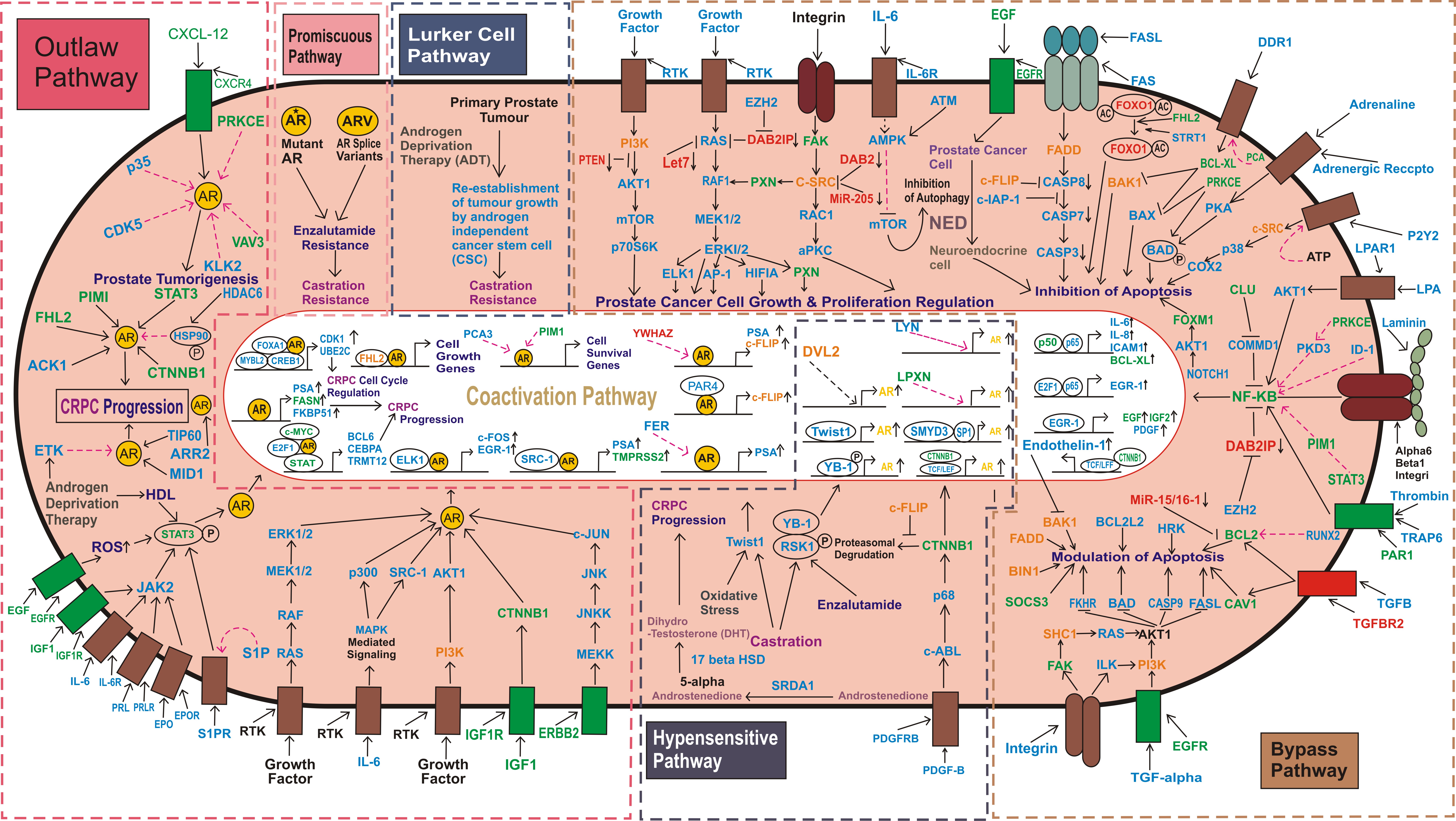 alpha beta prostate cancer