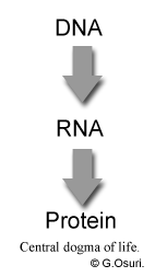 The Dna Rna And Proteins