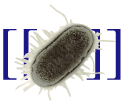 Wiki coli.png